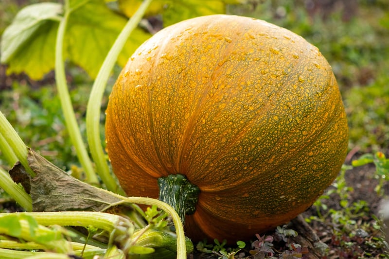 Pumpkin